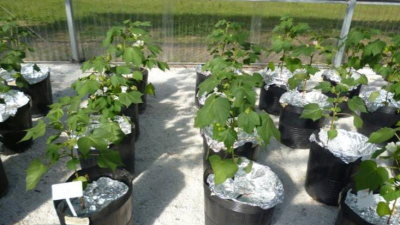El algodón ante el cambio climático: una variedad con más resistencia al calor