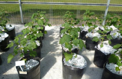 El algodón ante el cambio climático: una variedad con más resistencia al calor