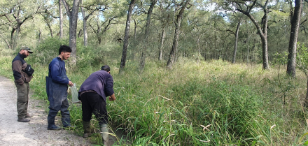 Habitat de T calvinoi PN Chaco 3.jpg
