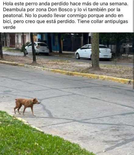 perro.jpg