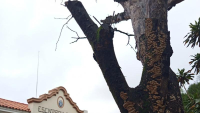 Alertan por un árbol seco en la escuela primaria 2