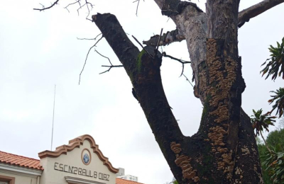 Alertan por un árbol seco en la escuela primaria 2