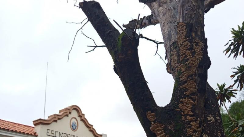 Alertan por un árbol seco en la escuela primaria 2