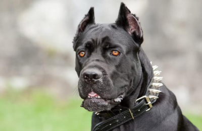 Falta de control sobre perros potencialmente peligrosos en el Chaco