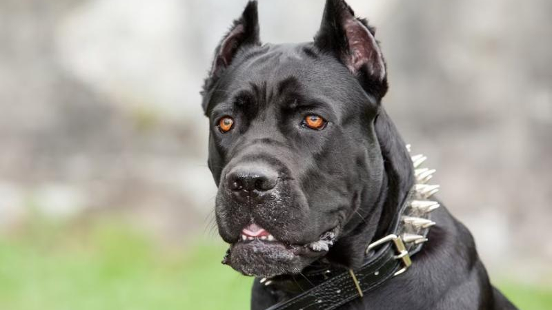 Falta de control sobre perros potencialmente peligrosos en el Chaco