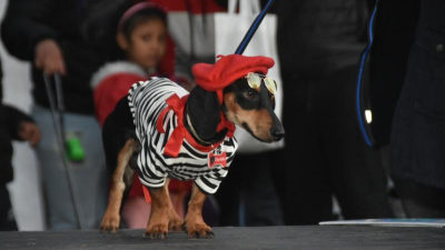 Primer "Salchiencuentro" del año: amor, patas cortas y mucha ternura
