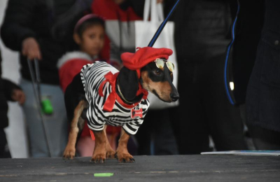 Primer "Salchiencuentro" del año: amor, patas cortas y mucha ternura