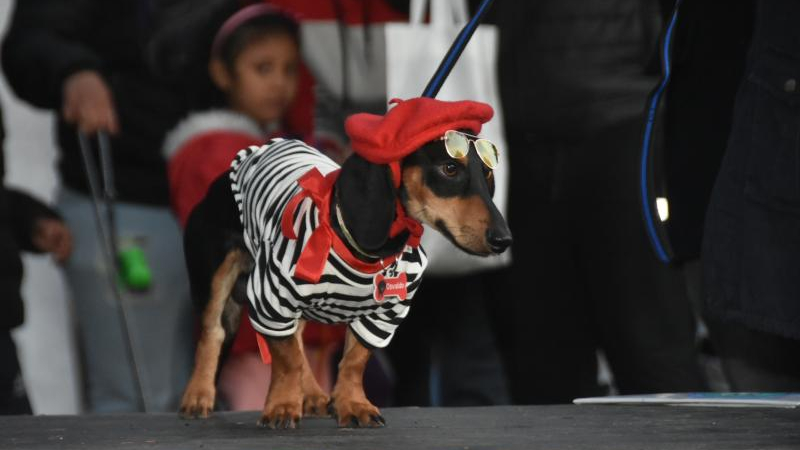 Primer "Salchiencuentro" del año: amor, patas cortas y mucha ternura