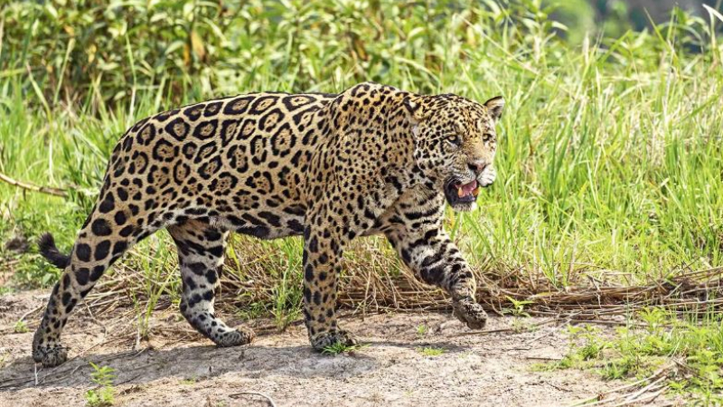 Por primera vez podrían dictar prisión efectiva por matar un Yaguareté, declarado Monumento Natural Nacional