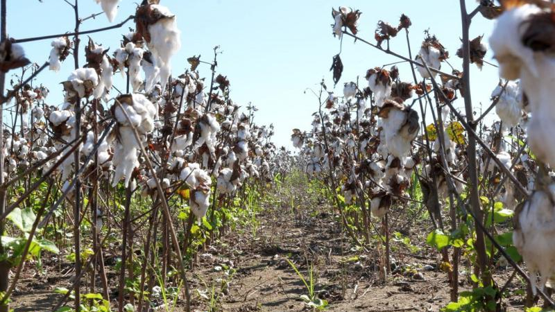 Sin fondo de compensación, el algodón chaqueño de nuevo en la incertidumbre