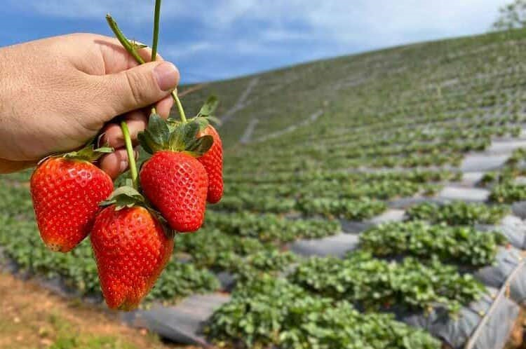 Frutilla.jpg