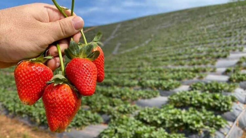 Ingenieros de la UNNE proponen producir frutas congeladas para abastecer el mercado nacional