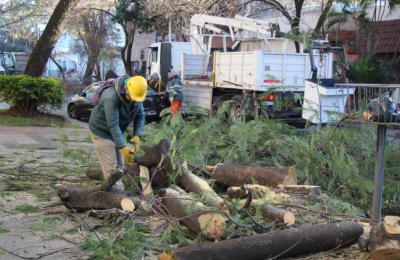 Podas masivas: el Municipio defiende su decisión y argumenta por qué hacen falta