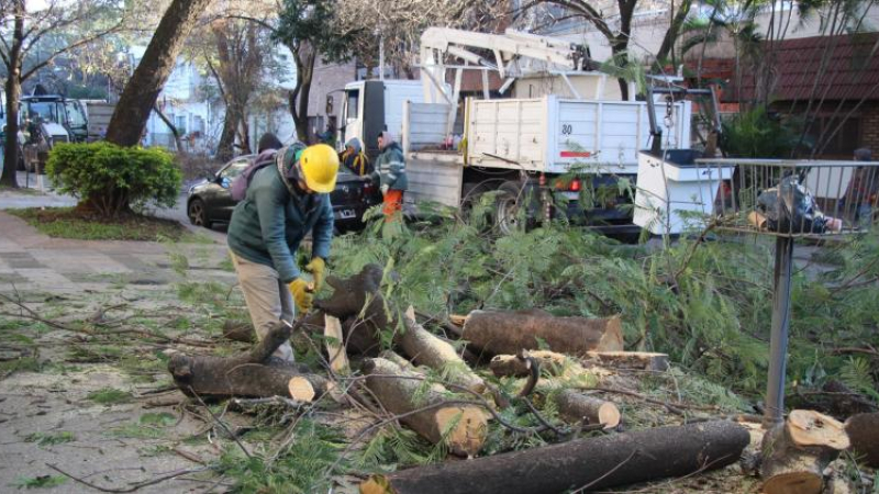 Podas masivas: el Municipio defiende su decisión y argumenta por qué hacen falta