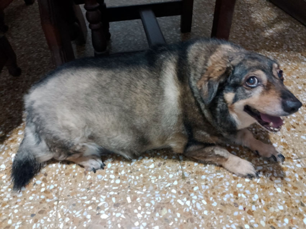 <p>"Chiquita" partió hace poco pero dejó un legado de amor.  </p>