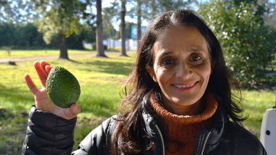 Investigadoras de la UNNE y el INTA elaboraron manual gratuito para impulsar el cultivo de palta
