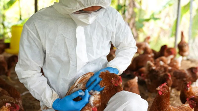 Argentina suspende parte de las exportaciones de productos aviares