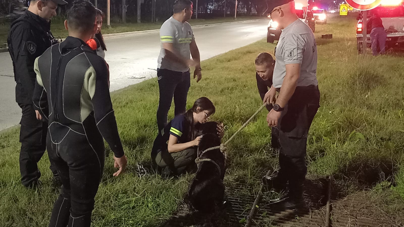 "Morocho" rescatado: bomberos salvan a un perro atrapado en una alcantarilla