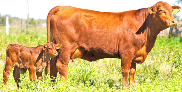 RURAL-3-ECHI-2025-VAQUILLA-BRANGUS.jpg