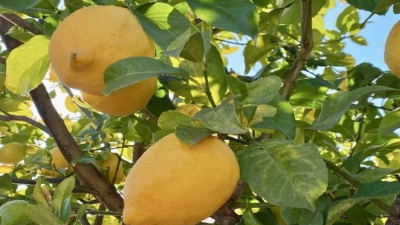 Charla gratuita sobre "Los Frutales y Nosotros" en la UNNE