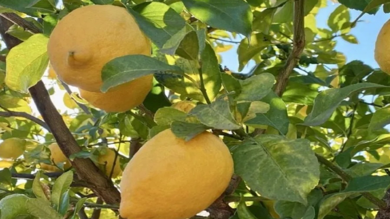 Charla gratuita sobre "Los Frutales y Nosotros" en la UNNE