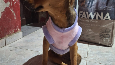 Piden ayuda para completar el tratamiento oncológico de una perrita