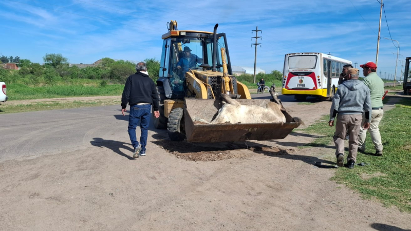 Caballo suelto, nuevamente protagonista de un siniestro vial