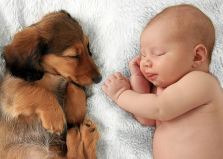 bebes&perros01.jpg