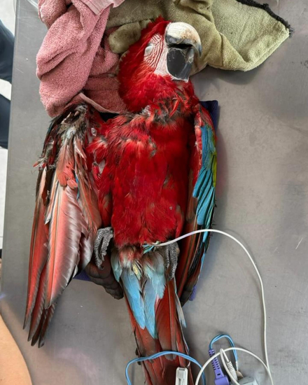 guacamayo 4.jpg