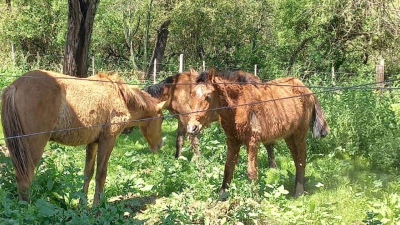 Venden cajitas de desayuno para seguir cuidando a caballos rescatados