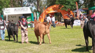 Los Brahman y Brangus se lucen en General San Martín