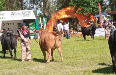 Los Brahman y Brangus se lucen en General San Martín