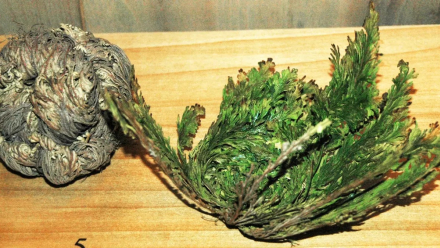 Selaginella lepidophylla.jpg