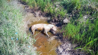 Denuncian que envenenó a perros porque les ladraban a sus vacas