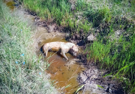 perro.jpg