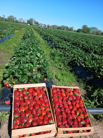 frutilla.jpg