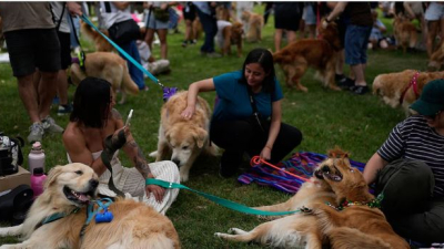 Argentina rompió el record mundial de golden retrievers reunidos