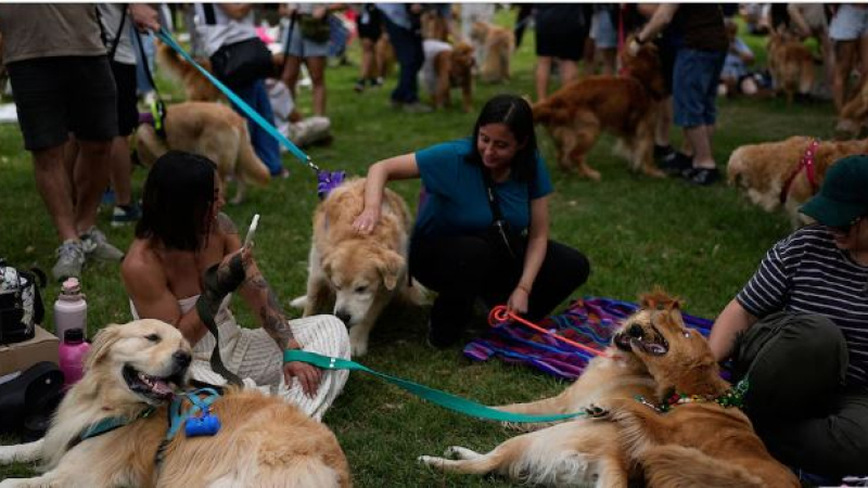 Argentina rompió el record mundial de golden retrievers reunidos
