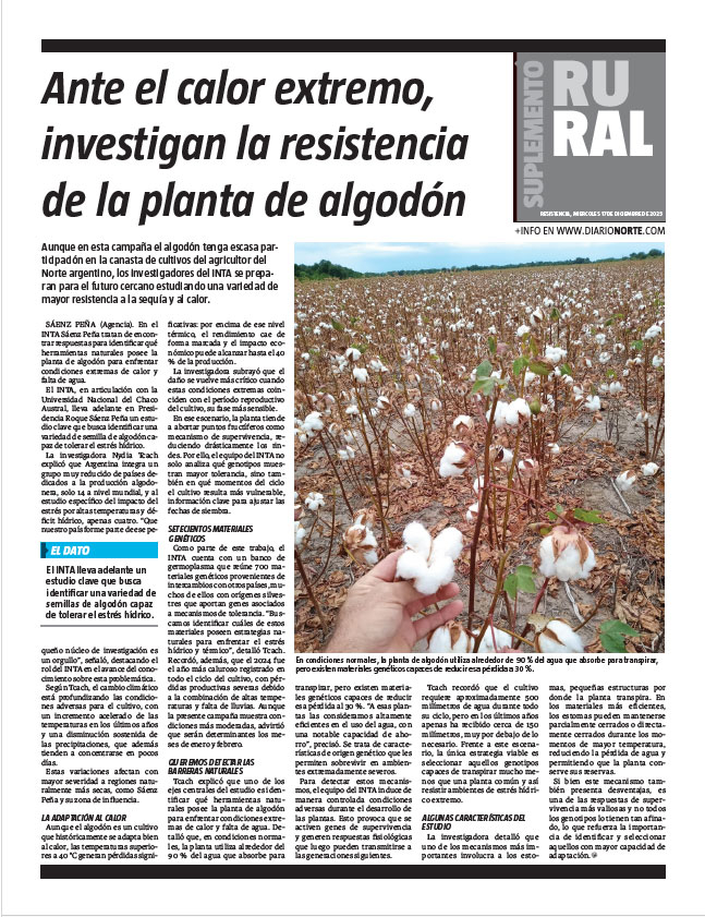 Ante el calor extremo, investigan la resistencia de la planta de algodón