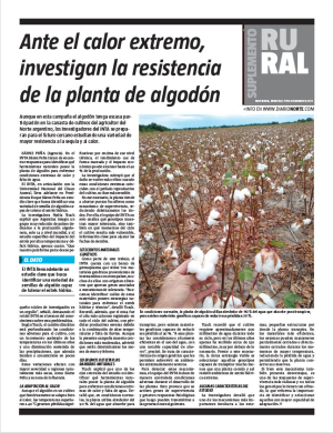 Ante el calor extremo, investigan la resistencia de la planta de algodón