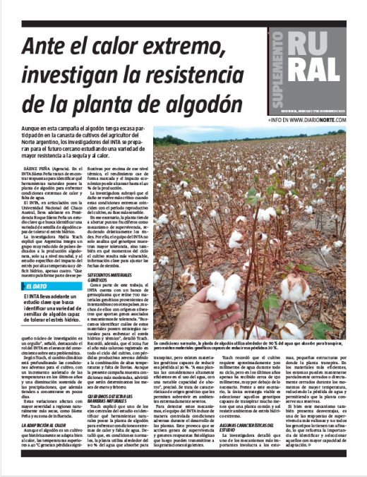 Ante el calor extremo, investigan la resistencia de la planta de algodón