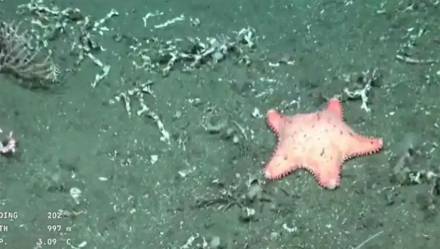 estrella.jpg