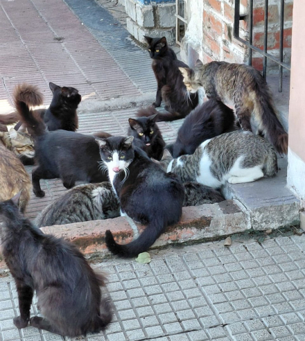 gatos.jpg