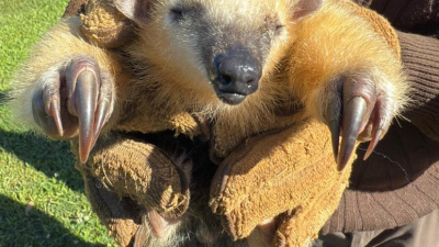 Rescataron a otra cría de oso melero