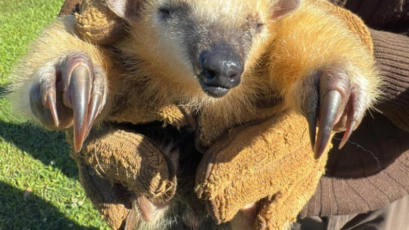 Rescataron a otra cría de oso melero