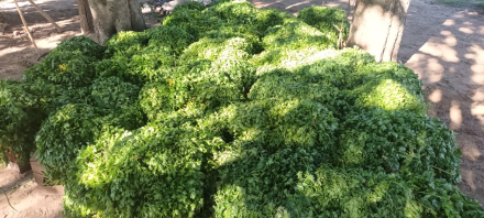 Nutrir2.jpg