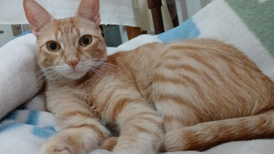 Buscan a Milo desde el viernes