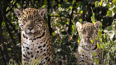 Dos rugidos que vuelven al monte: El Impenetrable busca nombre para sus nuevos guardianes