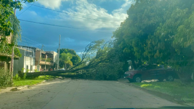 Las ráfagas provocaron la caída de un árbol en el centro de Resistencia