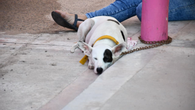 Cómo sigue el cronograma de castración animal en marzo